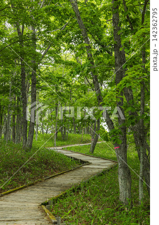 日本 北海道釧路市の釧路湿原国立公園にあるサテライト展望台への遊歩道 日本 北海道釧路市の釧路湿原国立公園にあるサテライト展望台への遊歩道 142362795