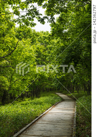日本 北海道釧路市の釧路湿原国立公園にあるサテライト展望台への遊歩道 日本 北海道釧路市の釧路湿原国立公園にあるサテライト展望台への遊歩道 142362797
