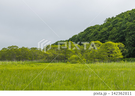日本 北海道釧路湿原国立公園の温根内木道に広がる初夏の湿原と緑 日本 北海道釧路湿原国立公園の温根内木道に広がる初夏の湿原と緑 142362811