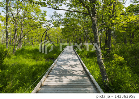 日本 北海道釧路湿原国立公園の温根内木道に広がる初夏の湿原と緑 日本 北海道釧路湿原国立公園の温根内木道に広がる初夏の湿原と緑 142362958