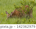 日本　北海道釧路湿原国立公園の温根内湿原に生息するエゾシカ 142362979