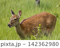 日本　北海道釧路湿原国立公園の温根内湿原に生息するエゾシカ 142362980