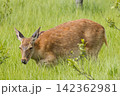 日本　北海道釧路湿原国立公園の温根内湿原に生息するエゾシカ 142362981