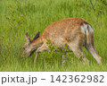 日本　北海道釧路湿原国立公園の温根内湿原に生息するエゾシカ 142362982