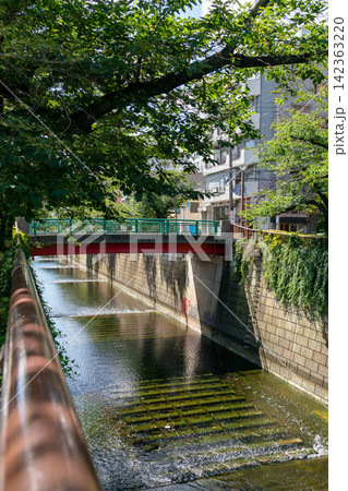 《東京都》日本の都市景観 真夏の新緑あふれる目黒川を望む(令和8年8月) 《東京都》日本の都市景観 真夏の新緑あふれる目黒川を望む(令和8年8月) 142363220