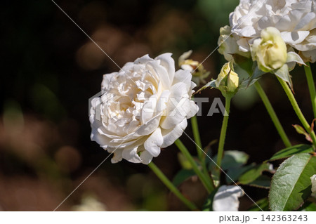 白い薔薇とつぼみ 142363243