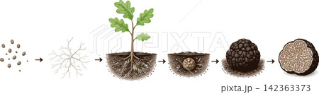 Vsai truffle life stages from spore development to mature fungus Vsai truffle life stages from spore development to mature fungus 142363373