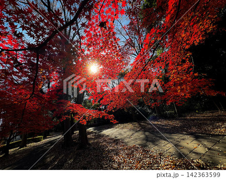紅葉の落ち葉の抜け道 142363599