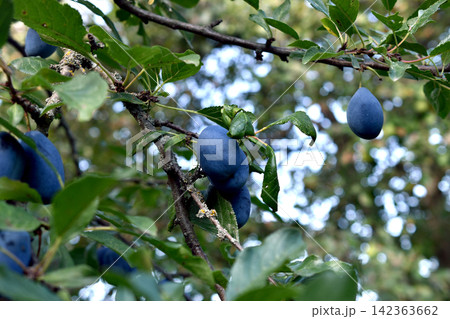 Blue plums ripen on the branches. Blue plums ripen on the branches. 142363662