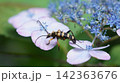 タマアジサイに停まるヨツスジハナカミキリ 142363676