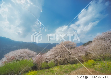 高知 ひょうたん桜公園の風景 高知 ひょうたん桜公園の風景 142363714