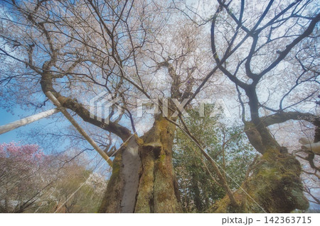 高知 ひょうたん桜公園の風景 高知 ひょうたん桜公園の風景 142363715