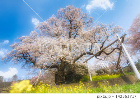高知 ひょうたん桜公園の風景 高知 ひょうたん桜公園の風景 142363717