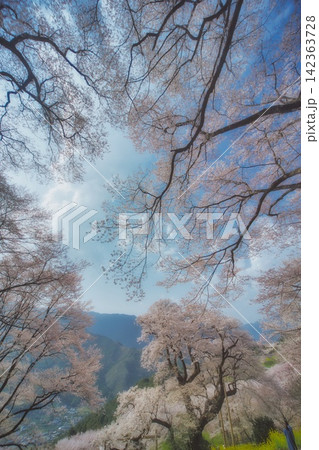 高知 ひょうたん桜公園の風景 高知 ひょうたん桜公園の風景 142363728
