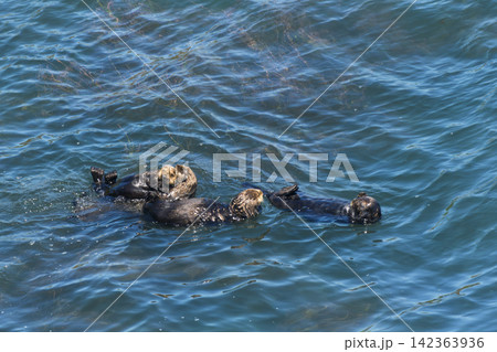 北海道浜中町 霧多布岬の海に浮かぶ野生のラッコ 北海道浜中町 霧多布岬の海に浮かぶ野生のラッコ 142363936