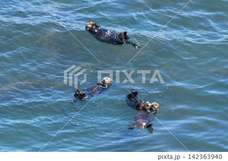 北海道浜中町 霧多布岬の海に浮かぶ野生のラッコ 北海道浜中町 霧多布岬の海に浮かぶ野生のラッコ 142363940