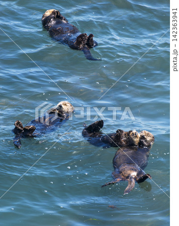 北海道浜中町 霧多布岬の海に浮かぶ野生のラッコ 北海道浜中町 霧多布岬の海に浮かぶ野生のラッコ 142363941