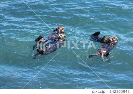 北海道浜中町 霧多布岬の海に浮かぶ野生のラッコ 北海道浜中町 霧多布岬の海に浮かぶ野生のラッコ 142363942