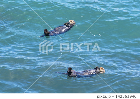 北海道浜中町 霧多布岬の海に浮かぶ野生のラッコ 北海道浜中町 霧多布岬の海に浮かぶ野生のラッコ 142363946