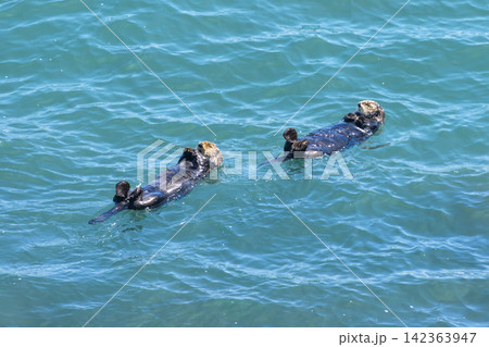 北海道浜中町 霧多布岬の海に浮かぶ野生のラッコ 北海道浜中町 霧多布岬の海に浮かぶ野生のラッコ 142363947