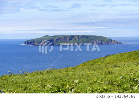 北海道厚岸町 あやめヶ原のトウゲブキと太平洋に浮かぶ大黒島 北海道厚岸町 あやめヶ原のトウゲブキと太平洋に浮かぶ大黒島 142364368