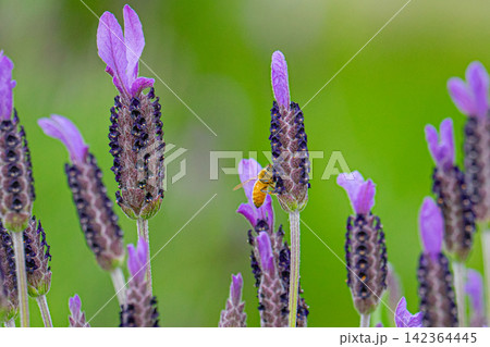 紫色のラベンダーで蜜を集めるミツバチ 紫色のラベンダーで蜜を集めるミツバチ 142364445