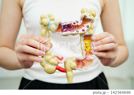 Intestine, Asian woman holding human anatomy model. Intestine, Asian woman holding human anatomy model. 142364690
