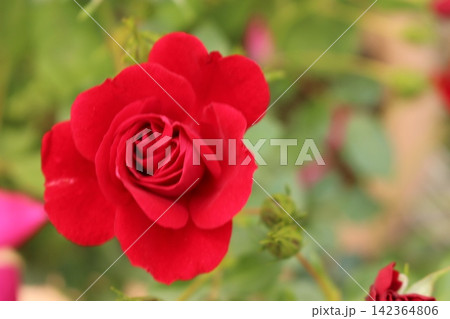 鮮やかに開花 ばら 鮮やかに開花 ばら 142364806