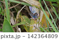 イブキジャコウソウの蜜を吸うヒメシジミの雌雄 142364809
