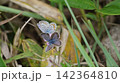 イブキジャコウソウの蜜を吸うヒメシジミの雌雄 142364810