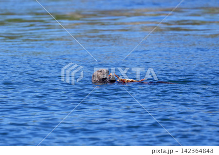 北海道根室市 落石沖で花咲ガニを食べる野生のラッコ 北海道根室市 落石沖で花咲ガニを食べる野生のラッコ 142364848
