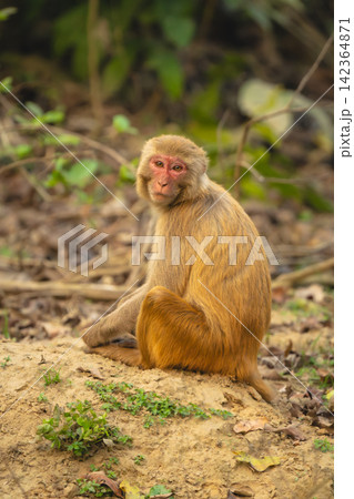 Rhesus macaque sits on ground watching camera Rhesus macaque sits on ground watching camera 142364871