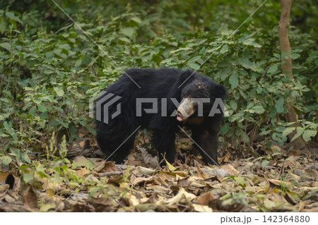 Sloth bear turns head in deep forest Sloth bear turns head in deep forest 142364880