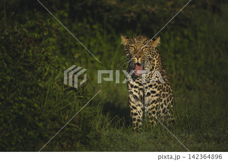 Female leopard cub sits yawning beside bush Female leopard cub sits yawning beside bush 142364896