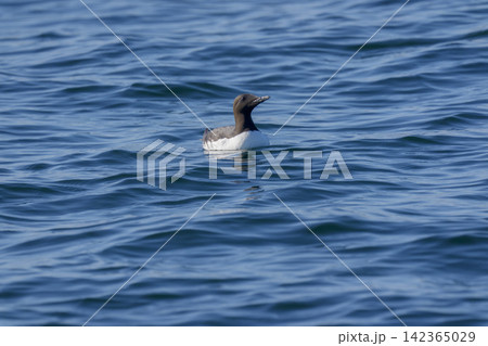 北海道根室市 落石沖の海上を泳ぐウミガラス 142365029