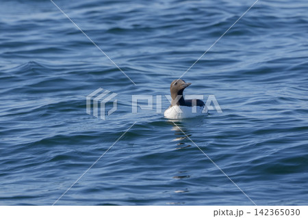 北海道根室市 落石沖の海上を泳ぐウミガラス 北海道根室市 落石沖の海上を泳ぐウミガラス 142365030