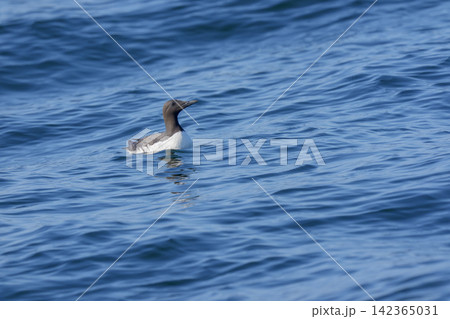 北海道根室市 落石沖の海上を泳ぐウミガラス 北海道根室市 落石沖の海上を泳ぐウミガラス 142365031