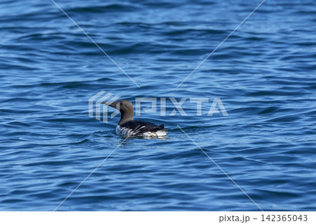 北海道根室市 落石沖の海上を泳ぐウミガラス 北海道根室市 落石沖の海上を泳ぐウミガラス 142365043