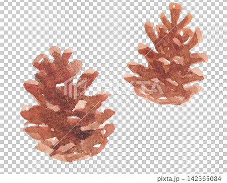 Watercolor illustration of a pine cone Watercolor illustration of a pine cone 142365084