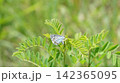 クララに停まるオオルリシジミ 142365095