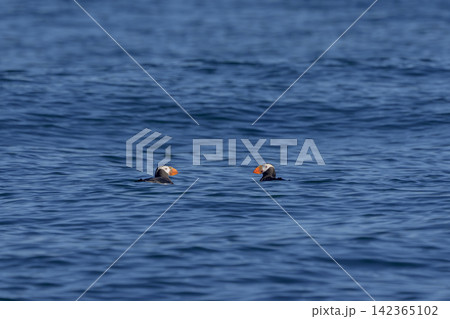 北海道根室市 落石沖を泳ぐエトピリカのつがい 絶滅危惧IA類の海鳥 北海道根室市 落石沖を泳ぐエトピリカのつがい 絶滅危惧IA類の海鳥 142365102