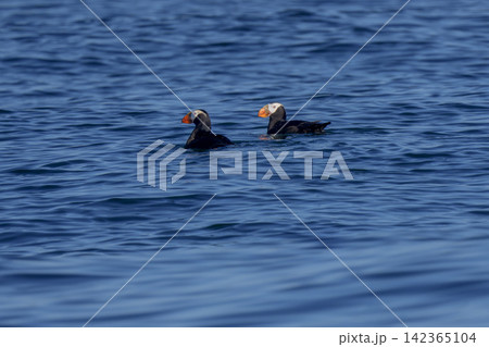 北海道根室市 落石沖を泳ぐエトピリカのつがい 絶滅危惧IA類の海鳥 北海道根室市 落石沖を泳ぐエトピリカのつがい 絶滅危惧IA類の海鳥 142365104