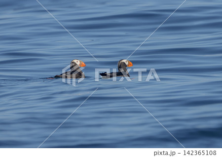 北海道根室市 落石沖を泳ぐエトピリカのつがい　絶滅危惧IA類の海鳥 142365108