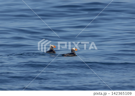 北海道根室市 落石沖を泳ぐエトピリカのつがい　絶滅危惧IA類の海鳥 142365109