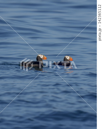 北海道根室市 落石沖を泳ぐエトピリカのつがい 絶滅危惧IA類の海鳥 北海道根室市 落石沖を泳ぐエトピリカのつがい 絶滅危惧IA類の海鳥 142365112