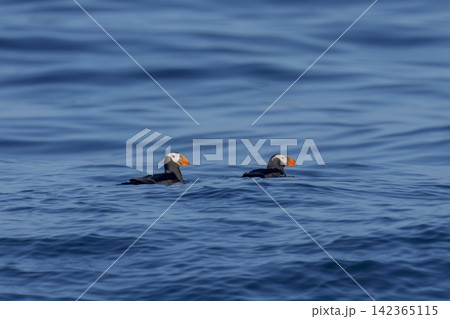 北海道根室市 落石沖を泳ぐエトピリカのつがい　絶滅危惧IA類の海鳥 142365115
