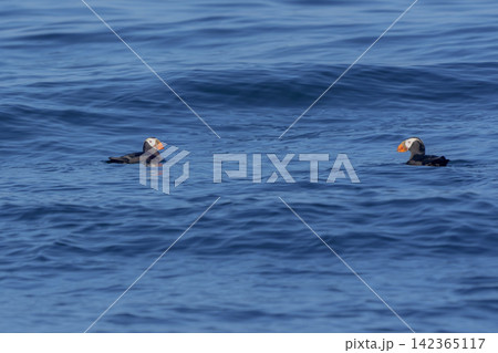 北海道根室市 落石沖を泳ぐエトピリカのつがい 絶滅危惧IA類の海鳥 北海道根室市 落石沖を泳ぐエトピリカのつがい 絶滅危惧IA類の海鳥 142365117