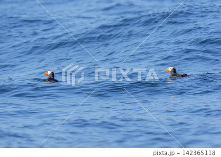 北海道根室市 落石沖を泳ぐエトピリカのつがい 絶滅危惧IA類の海鳥 北海道根室市 落石沖を泳ぐエトピリカのつがい 絶滅危惧IA類の海鳥 142365118