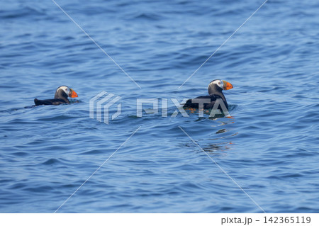 北海道根室市 落石沖を泳ぐエトピリカのつがい 絶滅危惧IA類の海鳥 北海道根室市 落石沖を泳ぐエトピリカのつがい 絶滅危惧IA類の海鳥 142365119