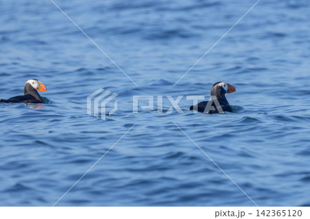 北海道根室市 落石沖を泳ぐエトピリカのつがい　絶滅危惧IA類の海鳥 142365120
